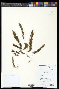 Alansmia smithii image
