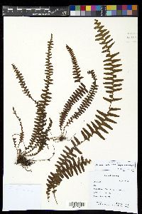 Alansmia smithii image