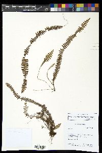 Alansmia smithii image
