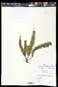 Alansmia smithii image