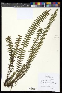 Alansmia smithii image