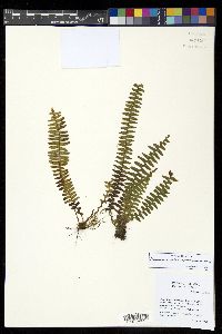 Alansmia smithii image