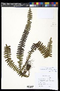 Alansmia smithii image