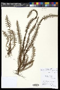 Alansmia smithii image