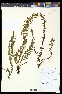 Alansmia smithii image