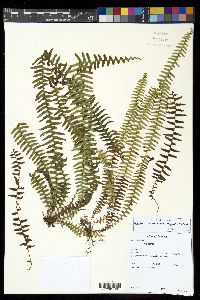 Alansmia smithii image