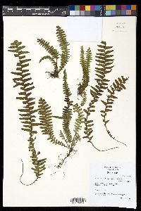 Alansmia smithii image