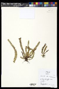 Alansmia smithii image