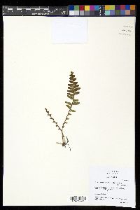 Alansmia smithii image