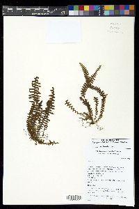 Alansmia smithii image