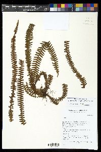 Alansmia smithii image