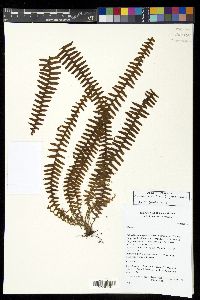 Alansmia smithii image