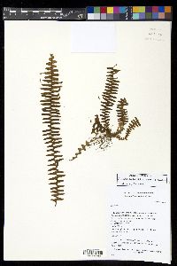 Alansmia smithii image
