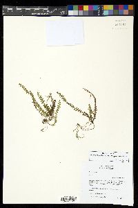 Alansmia senilis image
