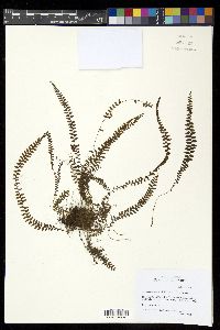 Alansmia smithii image