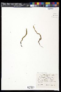 Alansmia spathulata image