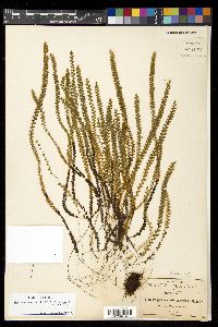 Alansmia spathulata image