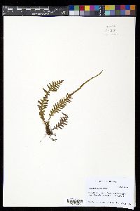 Adenophorus pinnatifidus image