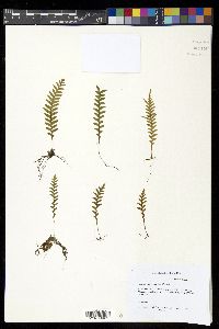 Adenophorus pinnatifidus image