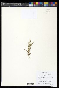 Adenophorus pinnatifidus image