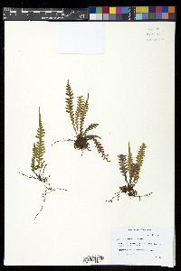 Adenophorus pinnatifidus image