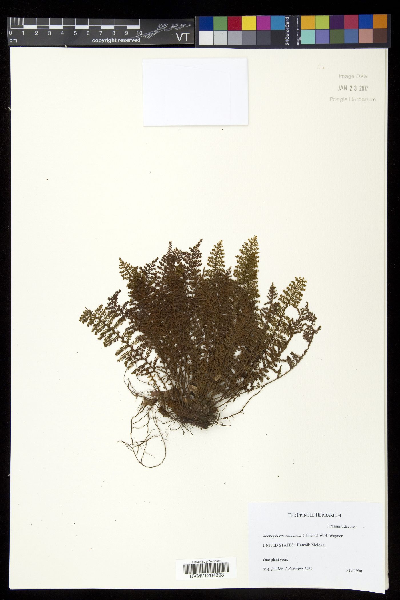 Adenophorus montanus image