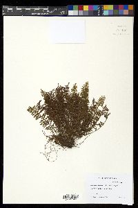 Adenophorus montanus image