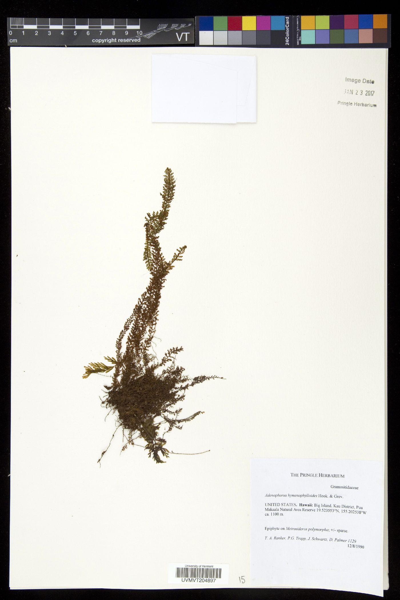 Adenophorus hymenophylloides image