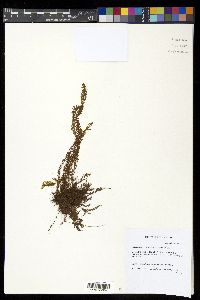 Adenophorus hymenophylloides image