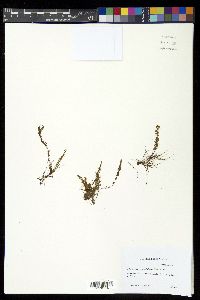 Adenophorus hymenophylloides image
