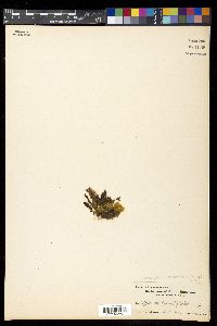 Adenophorus hymenophylloides image
