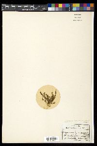 Adenophorus hymenophylloides image