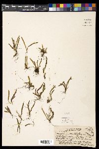 Adenophorus haalilioanus image