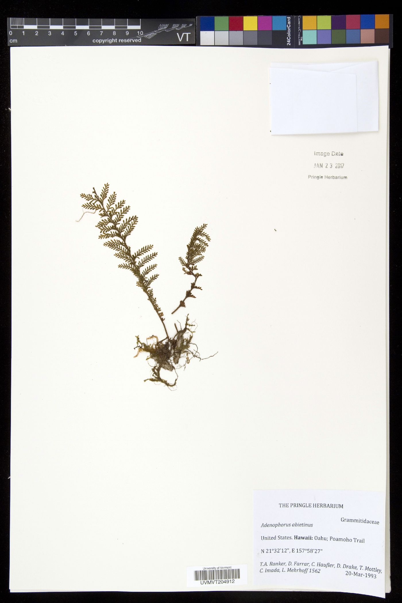 Adenophorus abietinus image