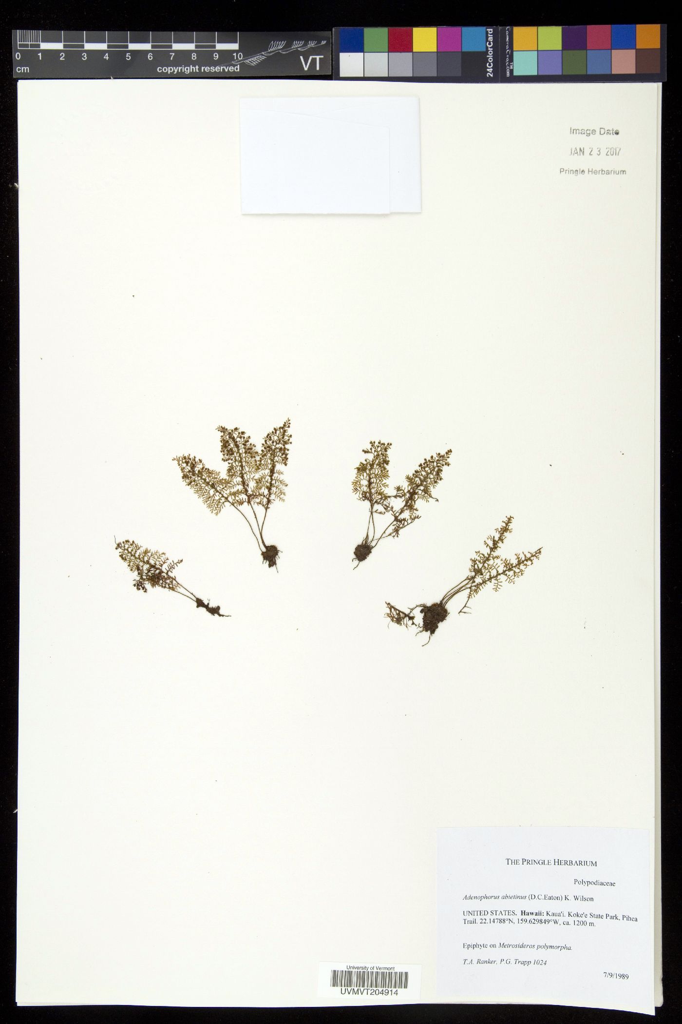 Adenophorus abietinus image