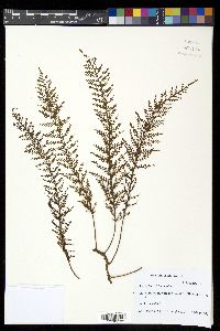 Adenophorus tripinnatifidus image
