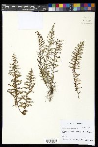 Adenophorus tripinnatifidus image