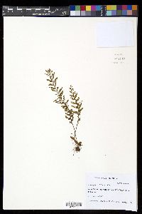 Adenophorus tripinnatifidus image