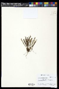 Adenophorus tripinnatifidus image
