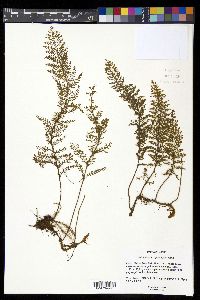 Adenophorus tripinnatifidus image