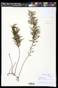 Adenophorus tripinnatifidus image