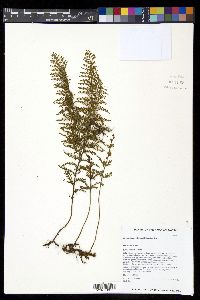 Adenophorus tripinnatifidus image