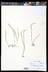 Adenophorus tenellus image