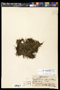 Adenophorus tenellus image