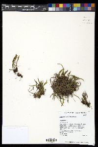 Adenophorus tenellus image