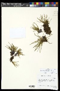 Calymmodon borneensis image