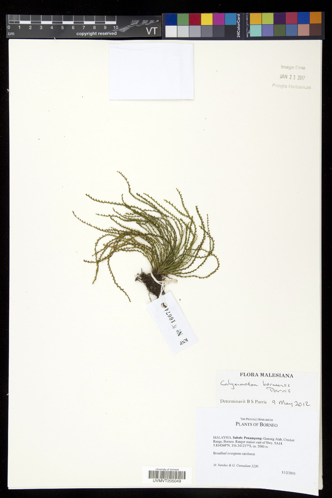 Calymmodon borneensis image