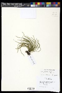 Calymmodon borneensis image
