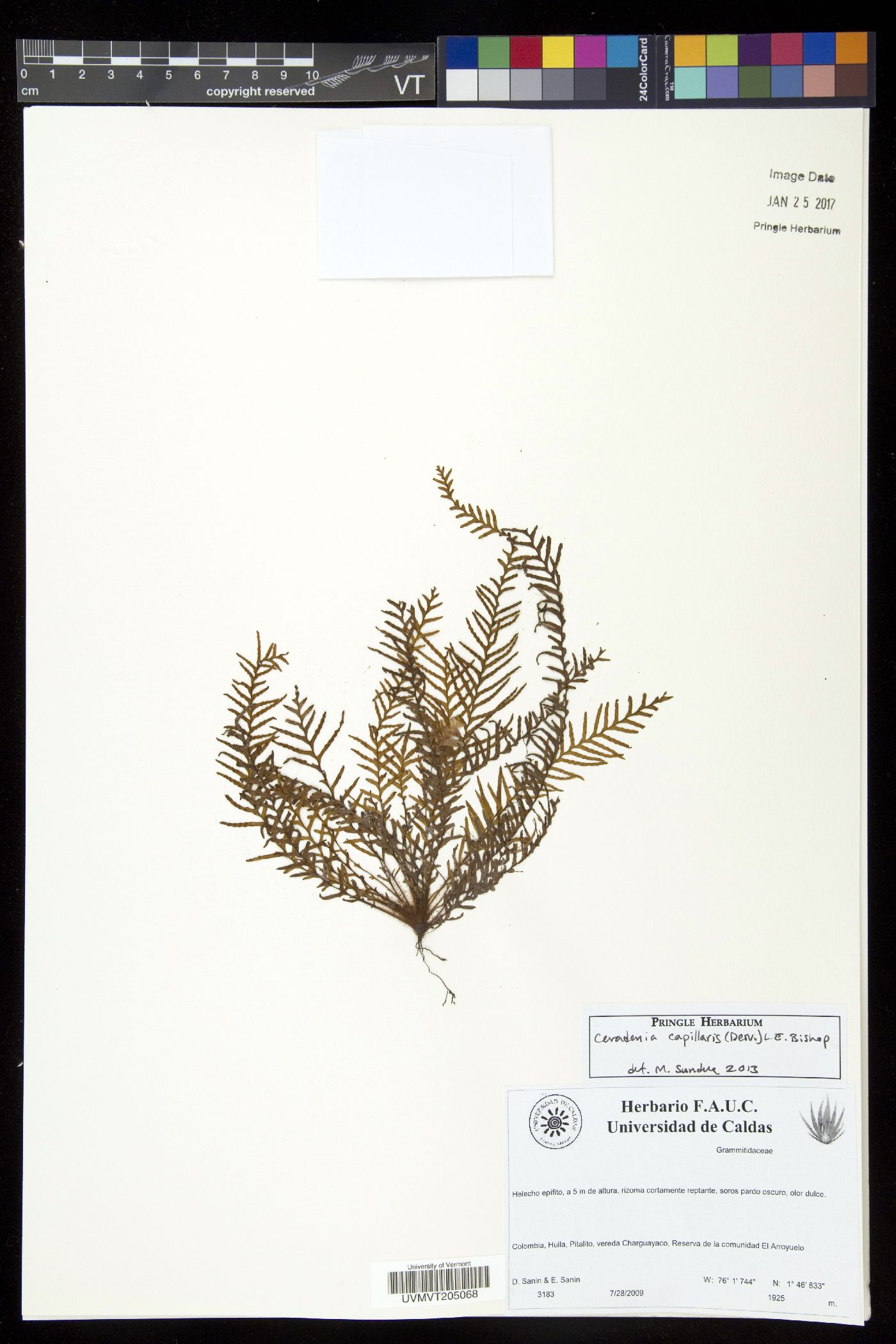 Ceradenia capillaris image