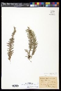 Ceradenia capillaris image